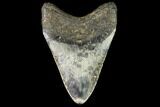 Fossil Megalodon Tooth - North Carolina #109531-2